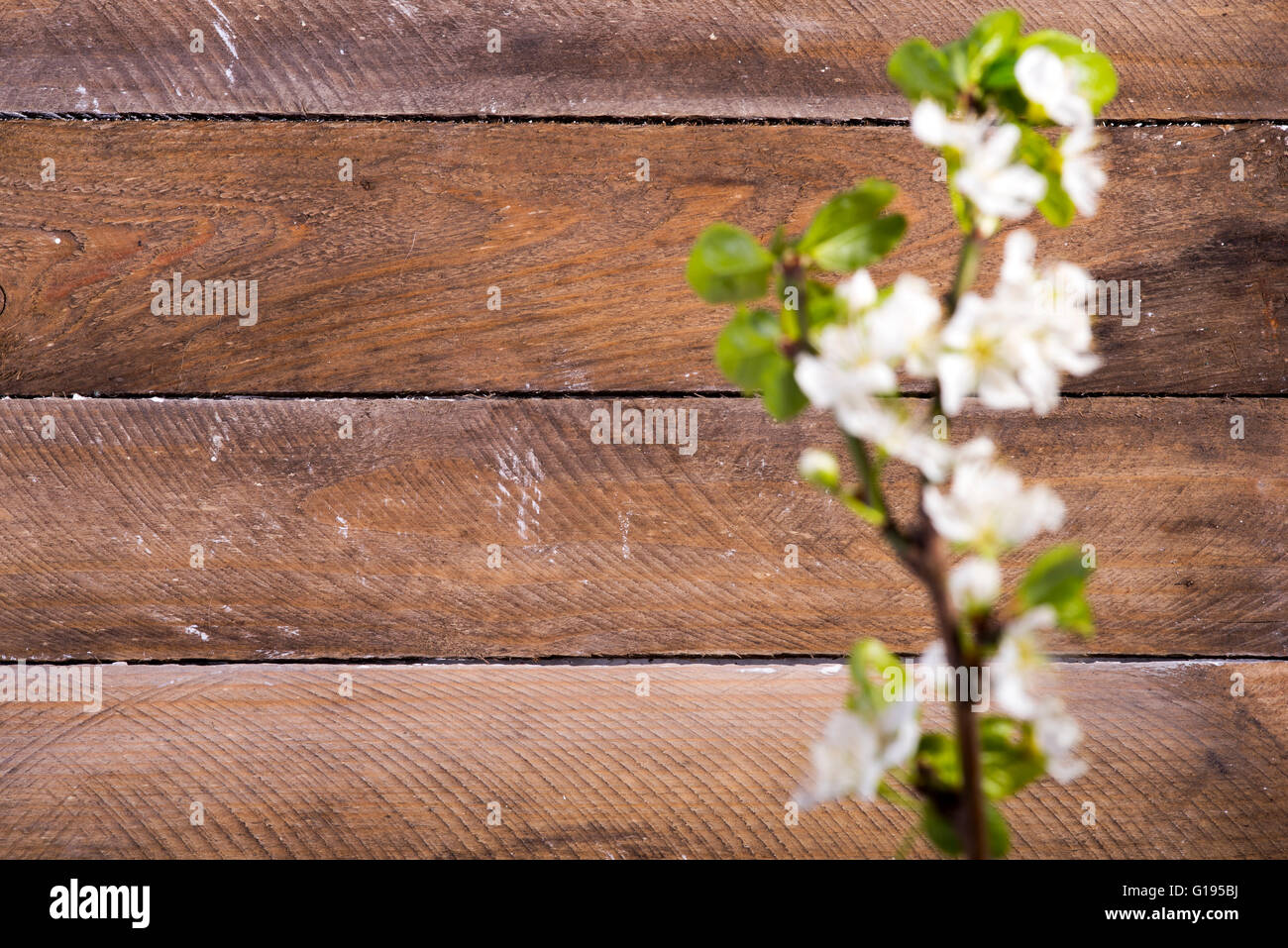 Foto von den hölzernen Hintergrund mit weißen Blumen blühen Stockfoto