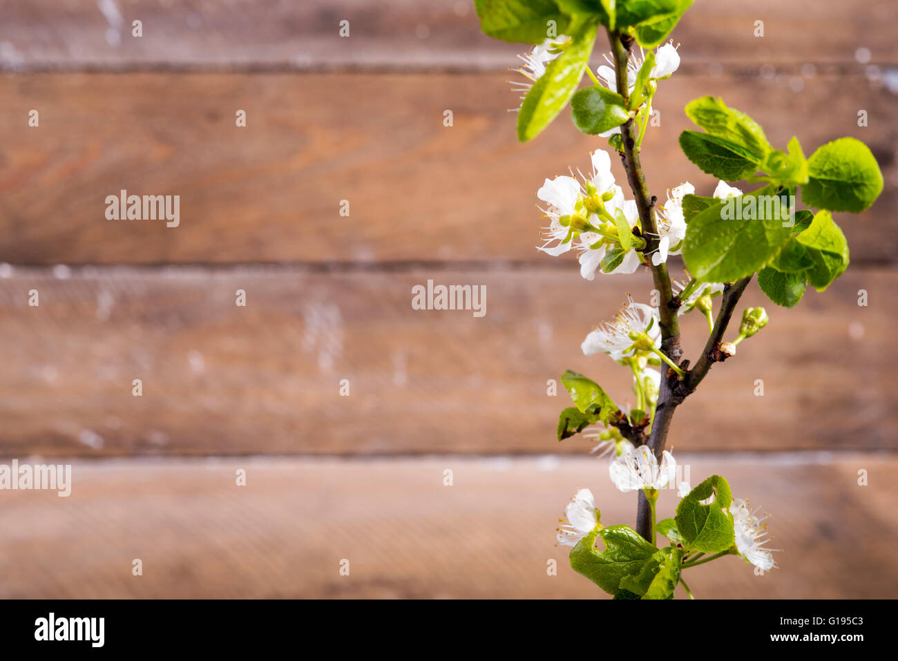 Foto von den hölzernen Hintergrund mit weißen Blumen blühen Stockfoto