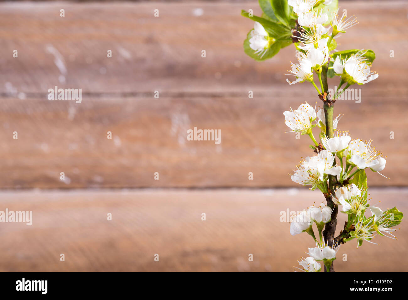 Foto von den hölzernen Hintergrund mit weißen Blumen blühen Stockfoto