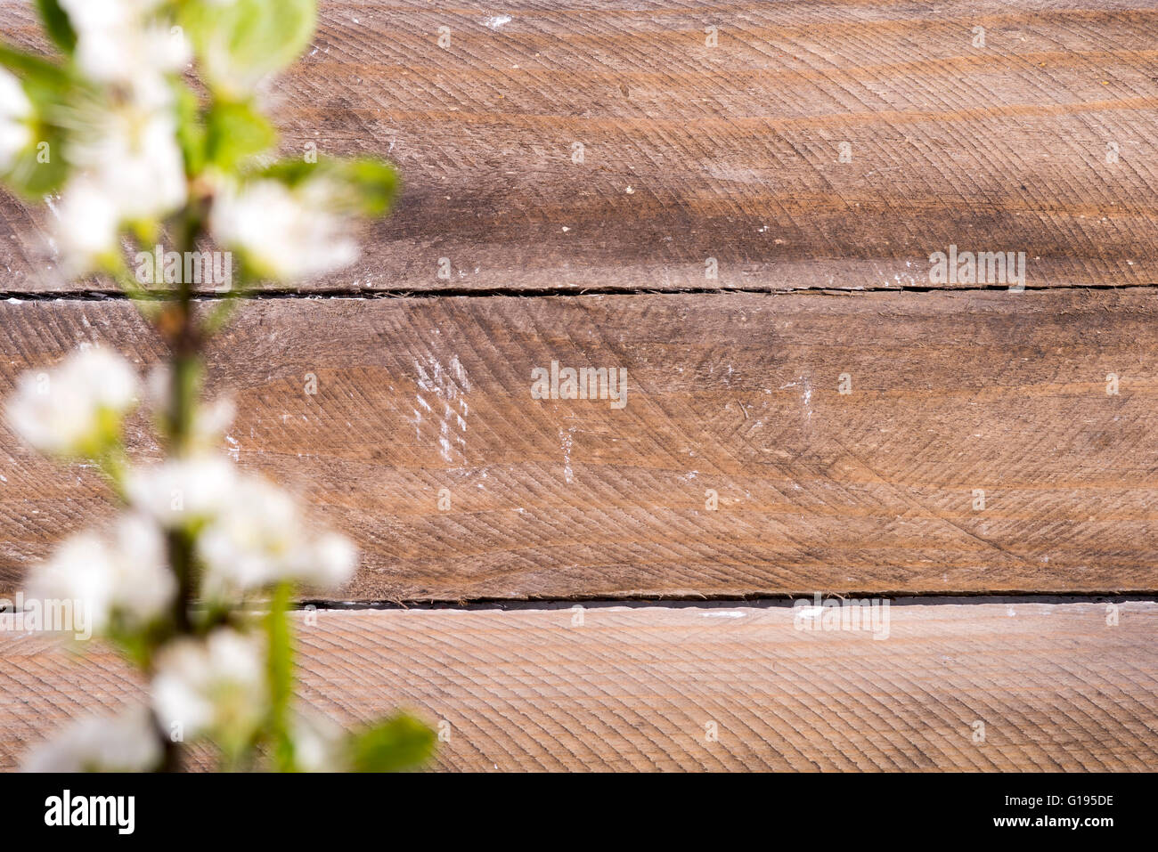 Foto von den hölzernen Hintergrund mit weißen Blumen blühen Stockfoto