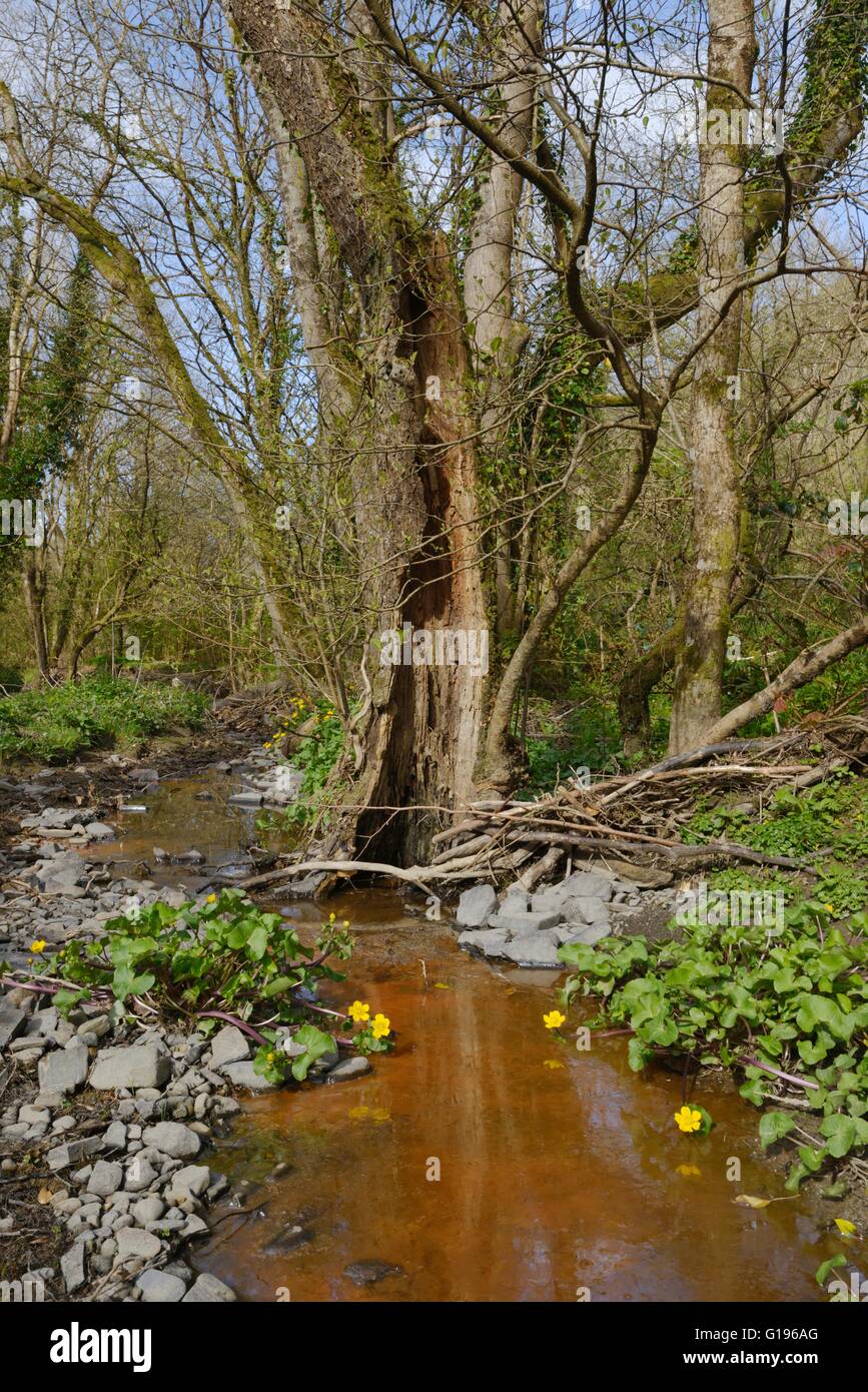Alte hohl Erle Baum mit Hahnenfuß und Ablagerungen aus Eisen reduziert Bakterien, Wales, UK Stockfoto
