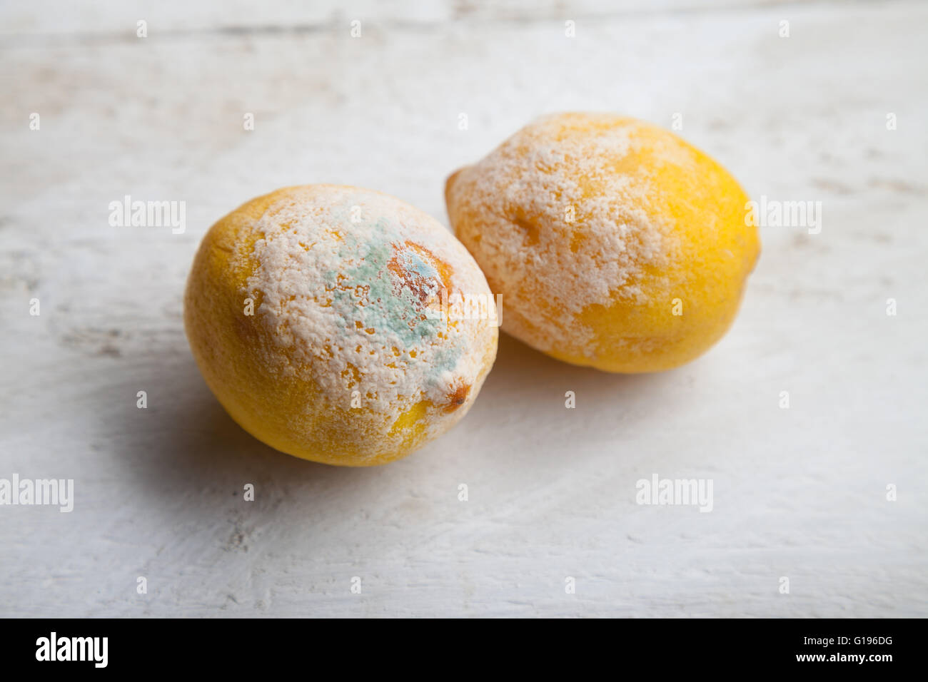 Zwei Zitronen mit Schimmel wachsen auf sie. Stockfoto