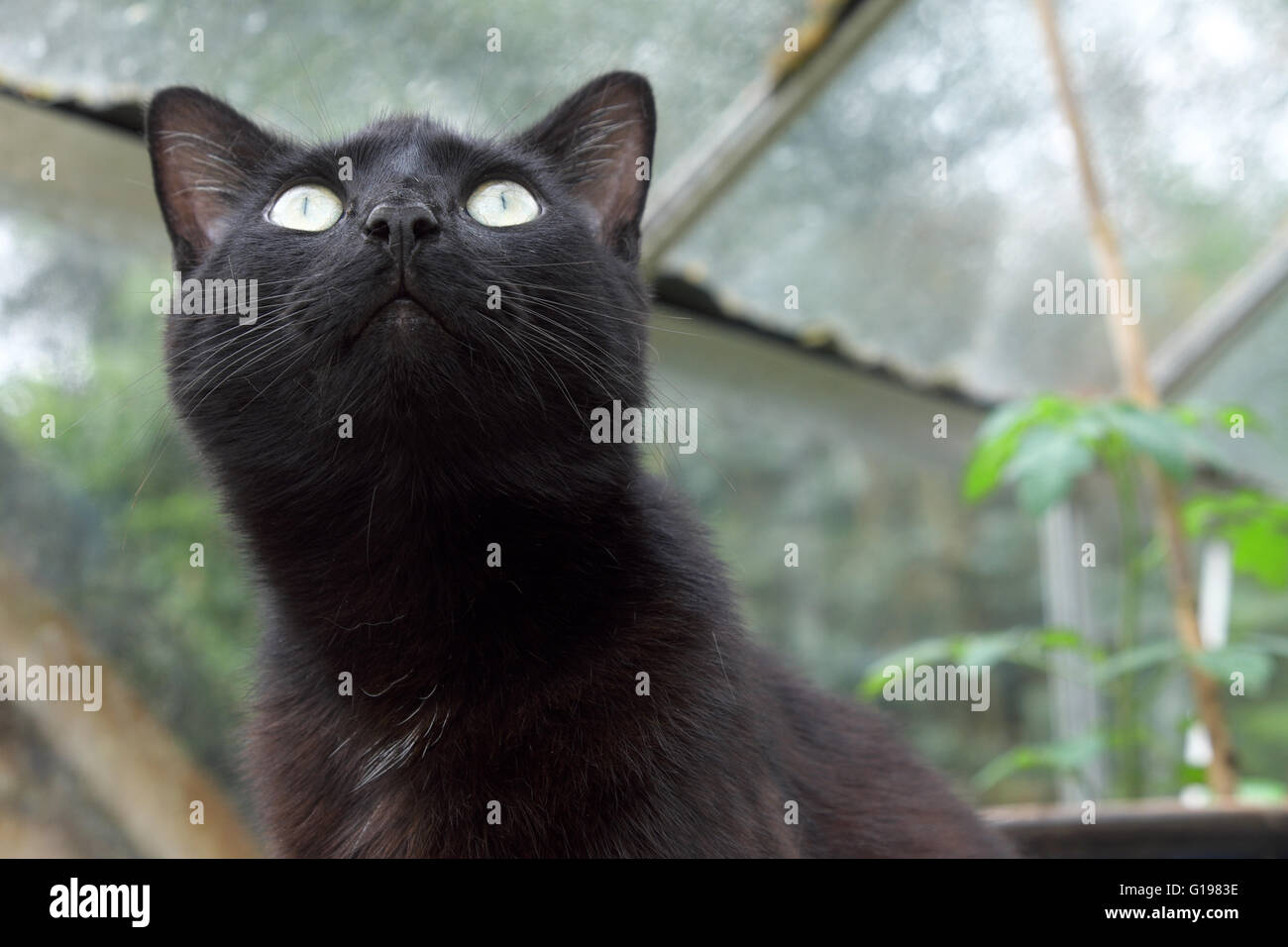 Haustier Katze sitzt in einem Gewächshaus blickte zurück Stockfoto
