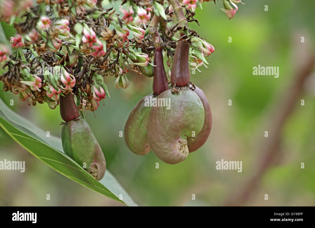 Unreife Cashew-Nüssen und Blumen im Baum, Anacardium Occidentale. Cashew-Samen werden in Rezepten verwendet. Stockfoto