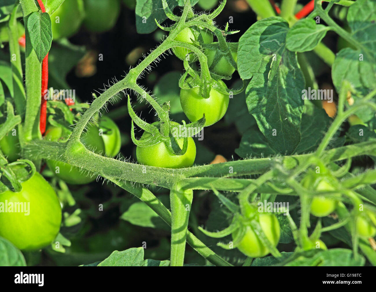 Grüne unreife Tomaten im Werk Stockfoto