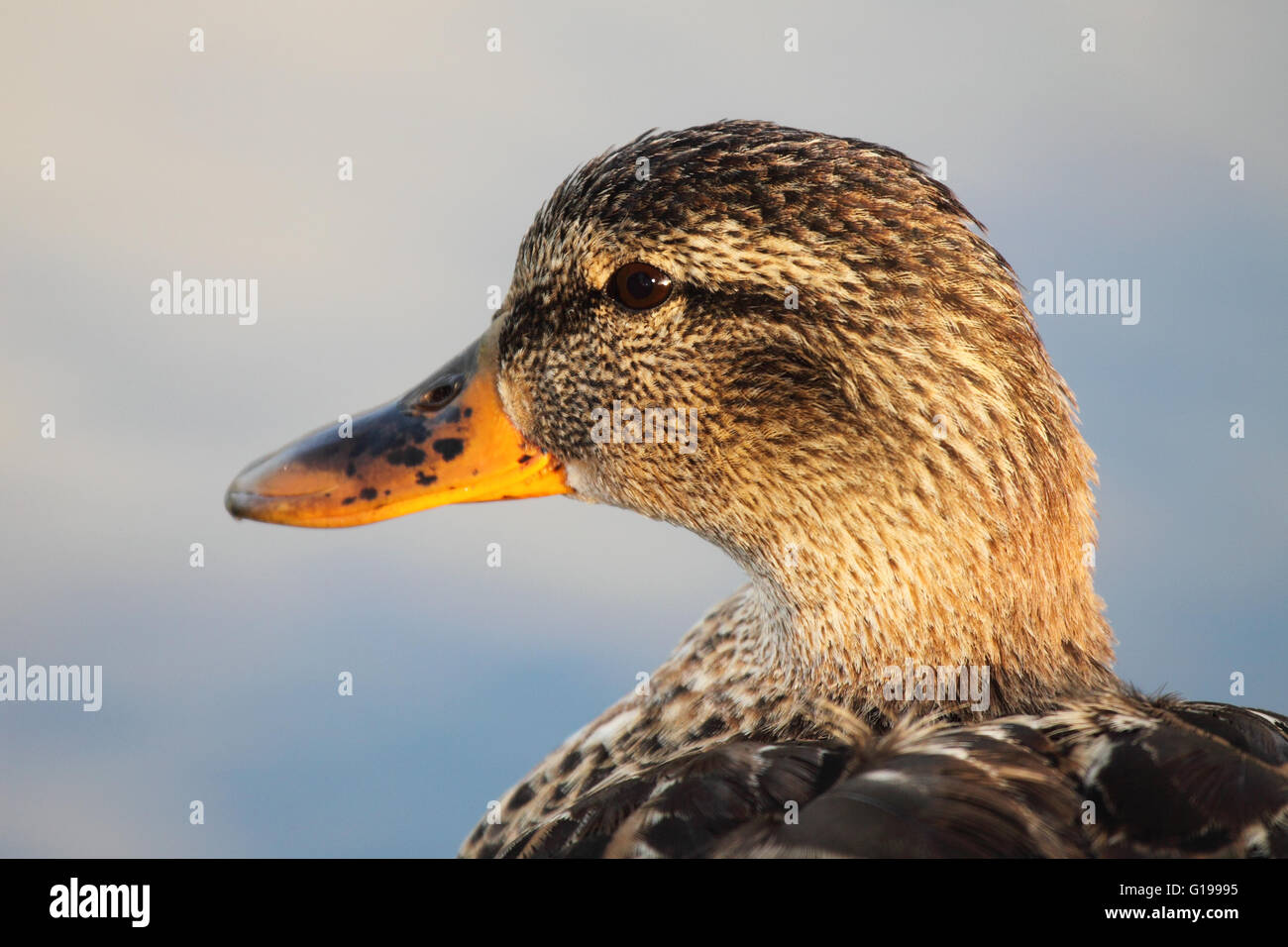 Ein Porträt von einer weiblichen Stockente. Stockfoto