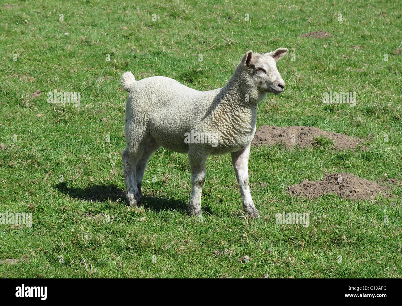 Schafzucht suffolk Stockfoto
