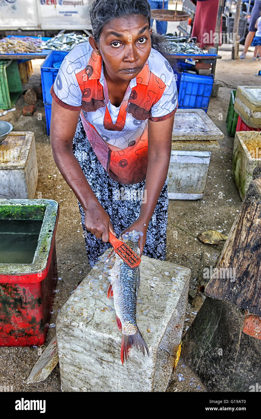 Sri Lanka - Nuwara Eliya, Kandy Provinz, frischen Fisch auf dem Markt Stockfoto