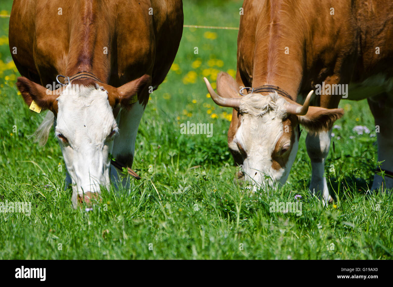 Kühe mit und ohne Hörner grasen auf der Wiese, Schrnachtal, Kandertal, Berner Alpen, Schweiz Stockfoto