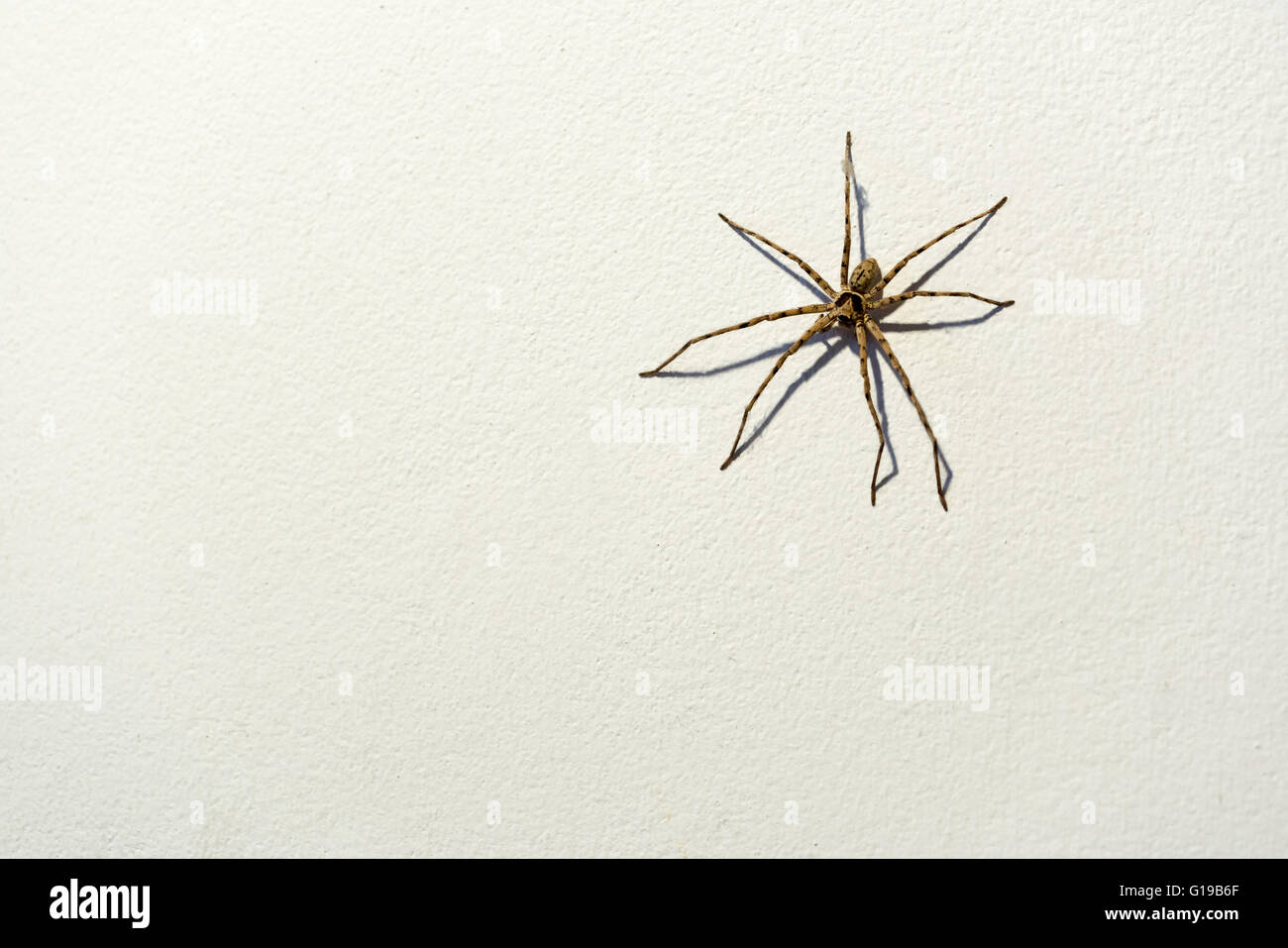 Großen Huntsman Spinne auf weißen Betonwand Hintergrund mit Textfreiraum Stockfoto