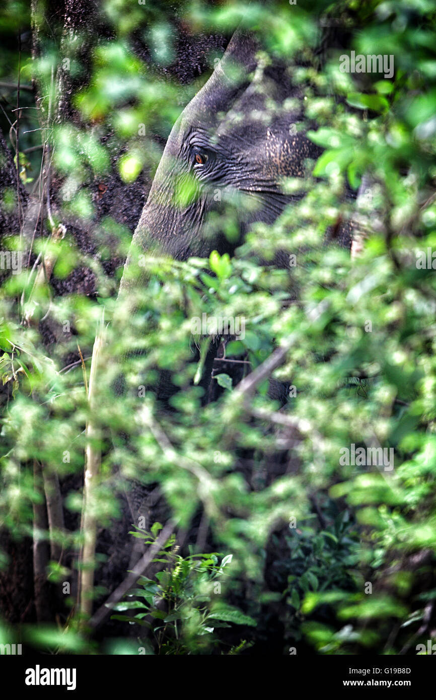 Ein wilder männliche Elefant sein muss (Musth) Zeitraum. Foto im Yala National Park, Sri Lanka. Stockfoto