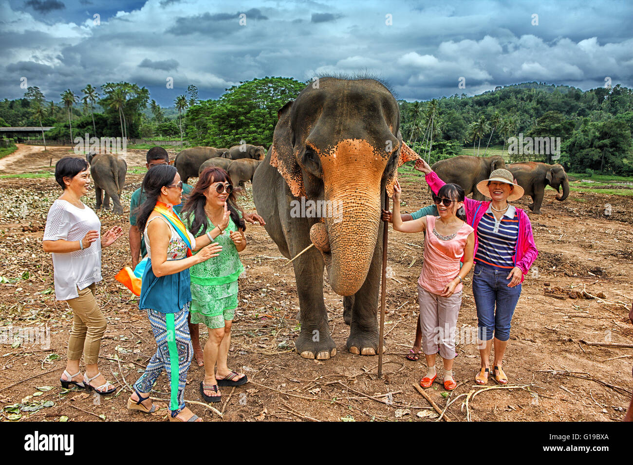 Sri Lanka - Tourist machen ein Bild mit einem Elefanten, Elefanten-Waisenhaus Pinnawela (Sabaragamuwa Provinz von Sri Lanka), Asien Stockfoto