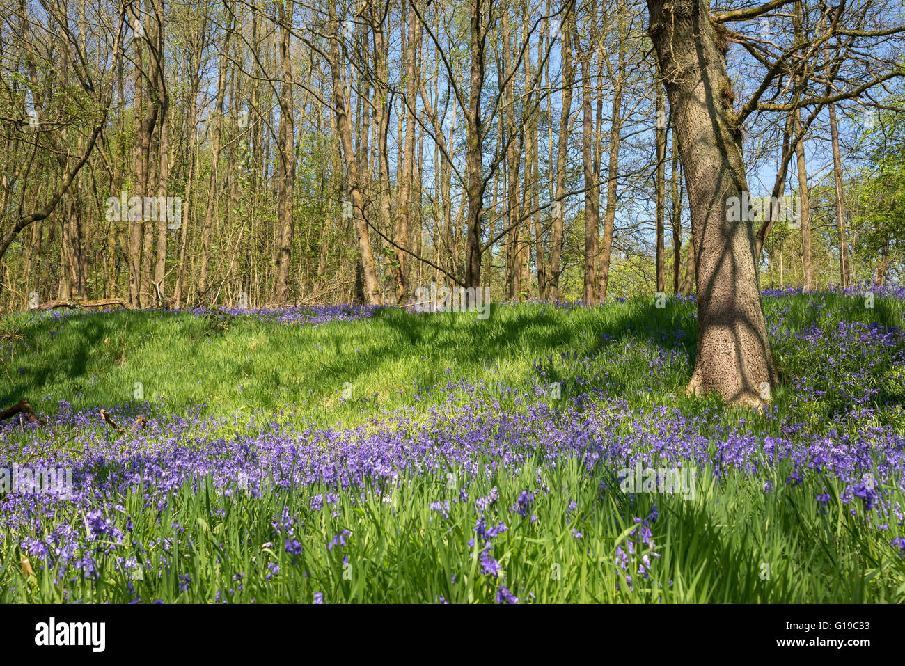 Eine Darstellung der Glockenblumen im Wald bei Etherow Country Park an einem sonnigen Frühlingstag. Stockfoto