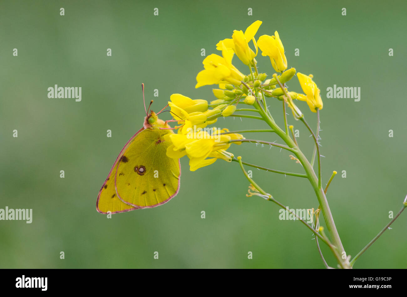 Gelben Schmetterling (Colias Croceus) ernähren sich von Ackersenf getrübt. Stockfoto