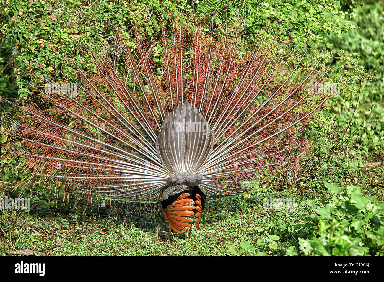 ein Pfau anzeigen, Wilpattu Nationalpark, Sri Lanka Stockfoto