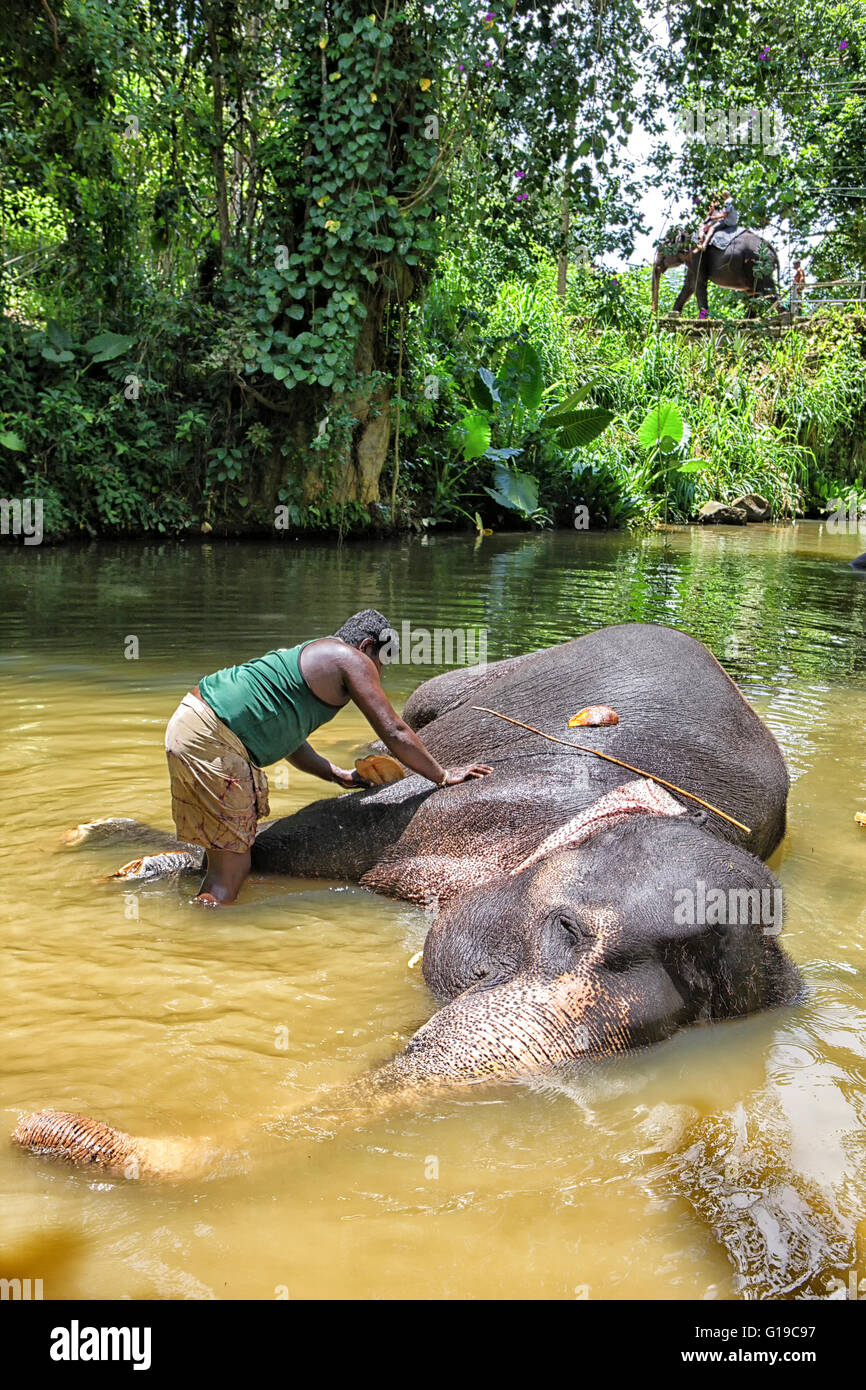 Ein Mann sitzt auf einem der vielen Elefanten Baden am Pinnewala Elefantenwaisenhaus, Kandy, Sri Lanka. Stockfoto