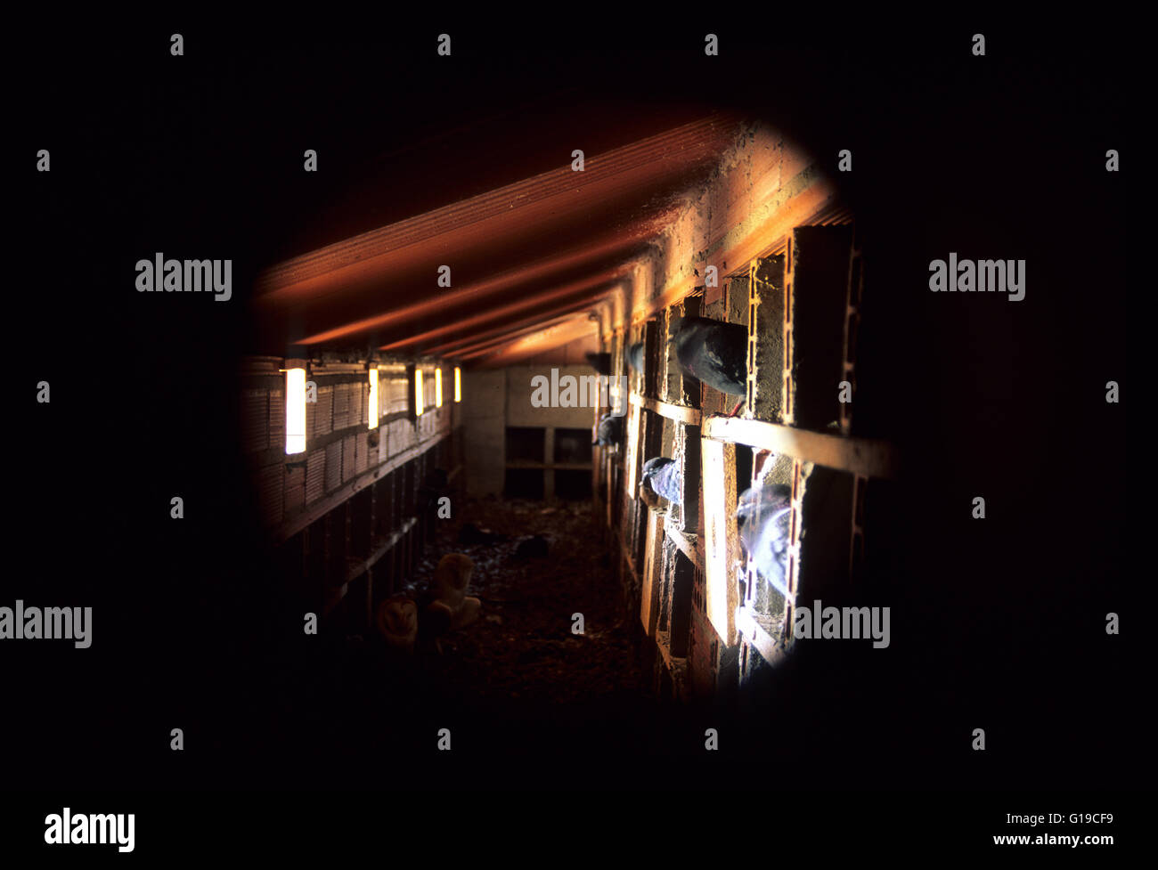 Taubenschlag in Otero de Sariegos, Provinz Zamora, Castilla Leon Spain Stockfoto