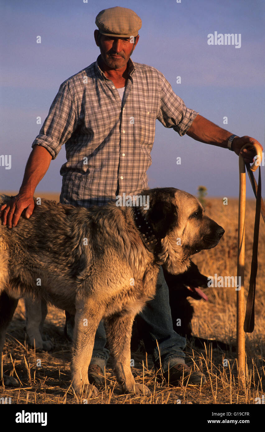 Hirt mit einer Dogge Hund im Naturpark Villafáfila Lücken. Zamora. Castilla y Leon. Spanien Stockfoto