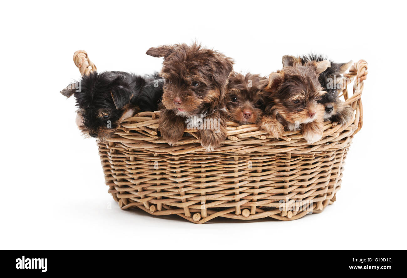 4 Yorkshire Terrier Welpen in einem Korb über weiß Stockfoto