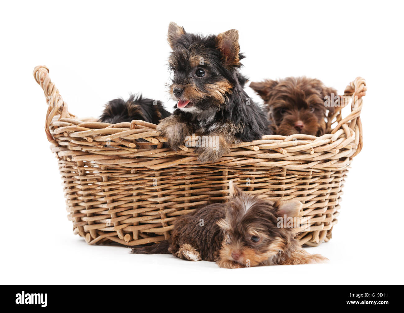 4 Yorkshire Terrier Welpen in einem Korb über weiß Stockfoto