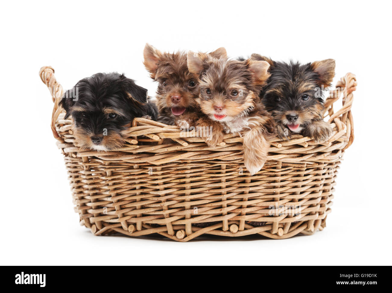 4 Yorkshire Terrier Welpen in einem Korb über weiß Stockfoto