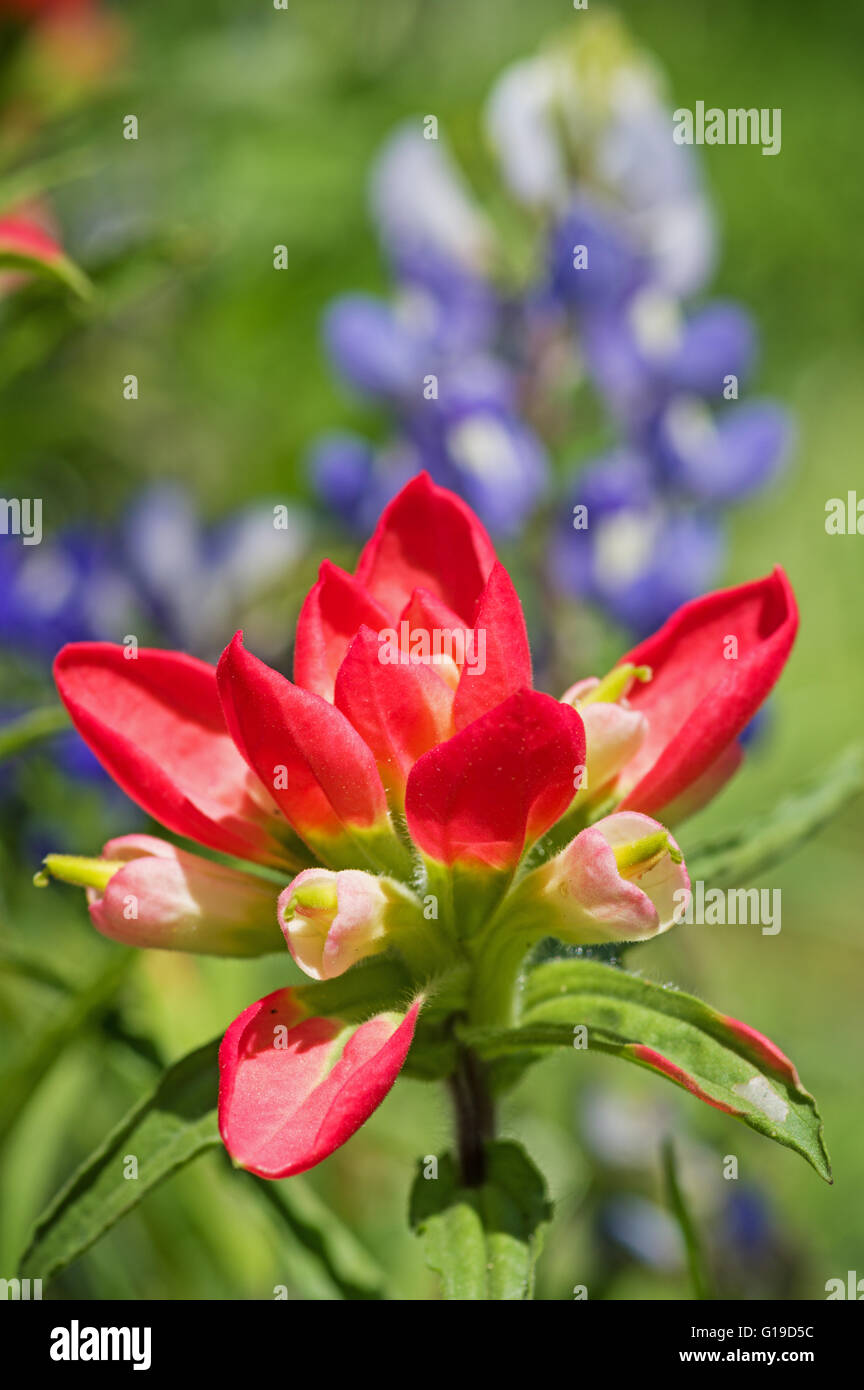 Red Indian Paintbrush Wildblumen mit Kornblumen im Hintergrund Stockfoto
