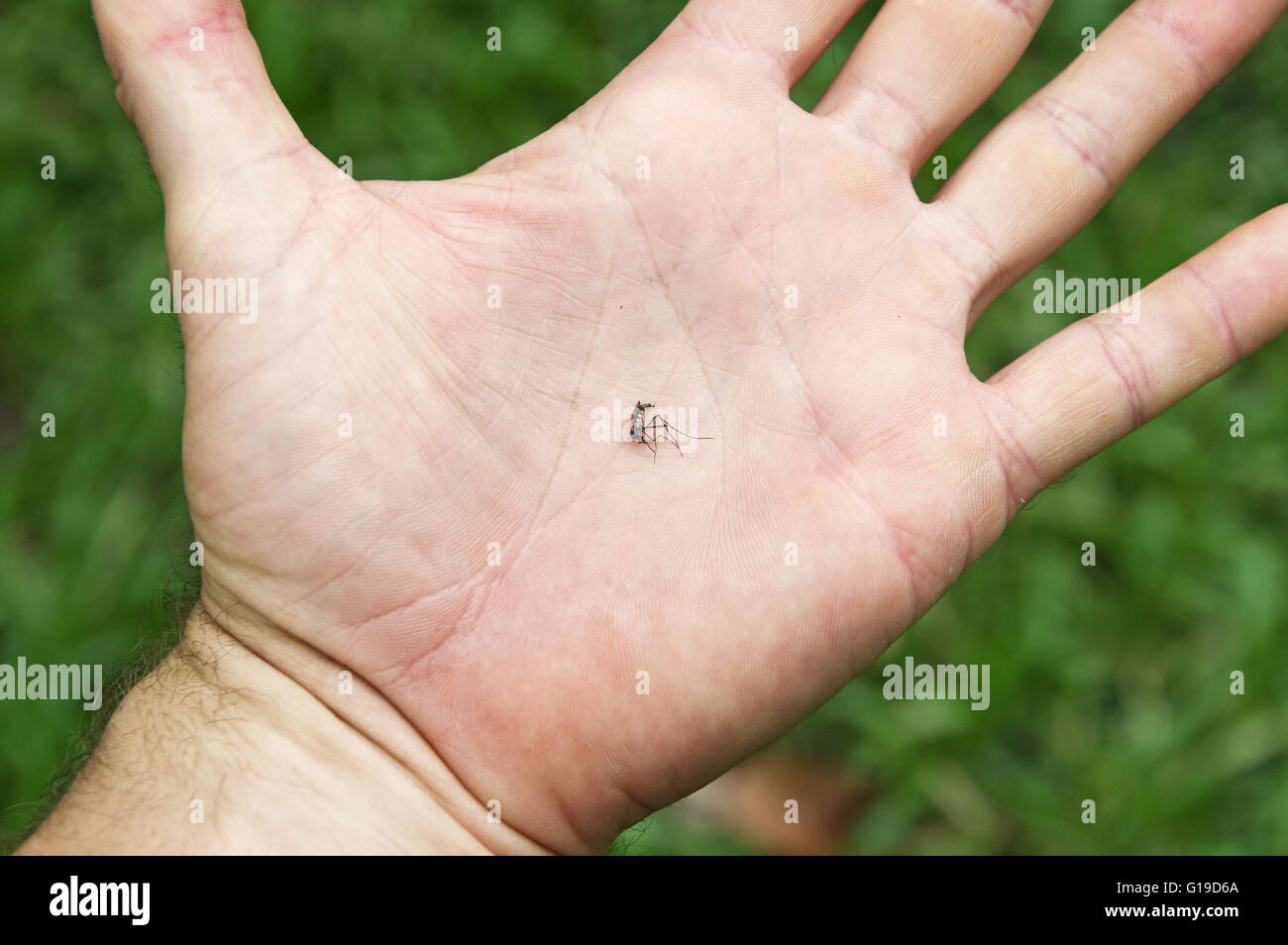 tote Mücken in der Handfläche einer Hand Stockfoto
