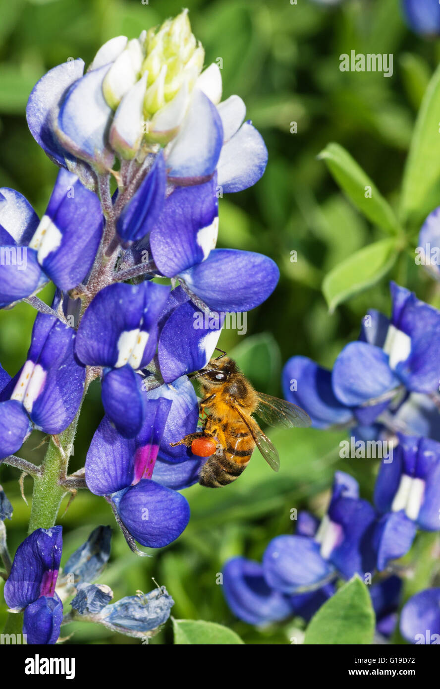 Honigbiene Bestäubung eine blaue Kornblume Blume Stockfoto