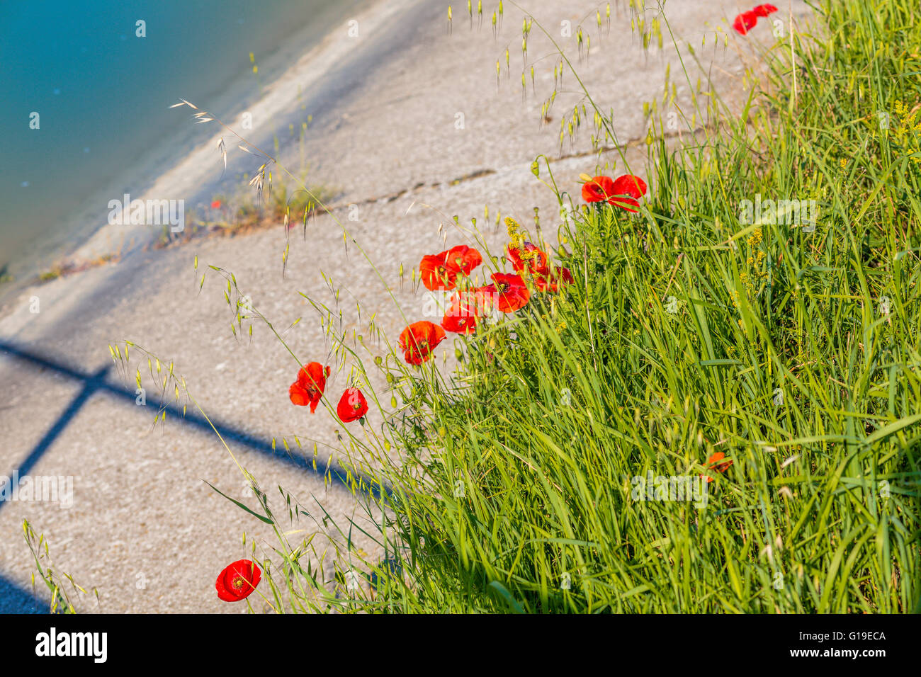 rote Mohnblumen scheinen, um das Wasser von der Bewässerung-Kanal zu erreichen Stockfoto