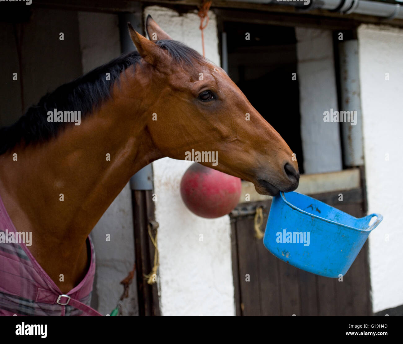 hungrige Pferd Stockfoto