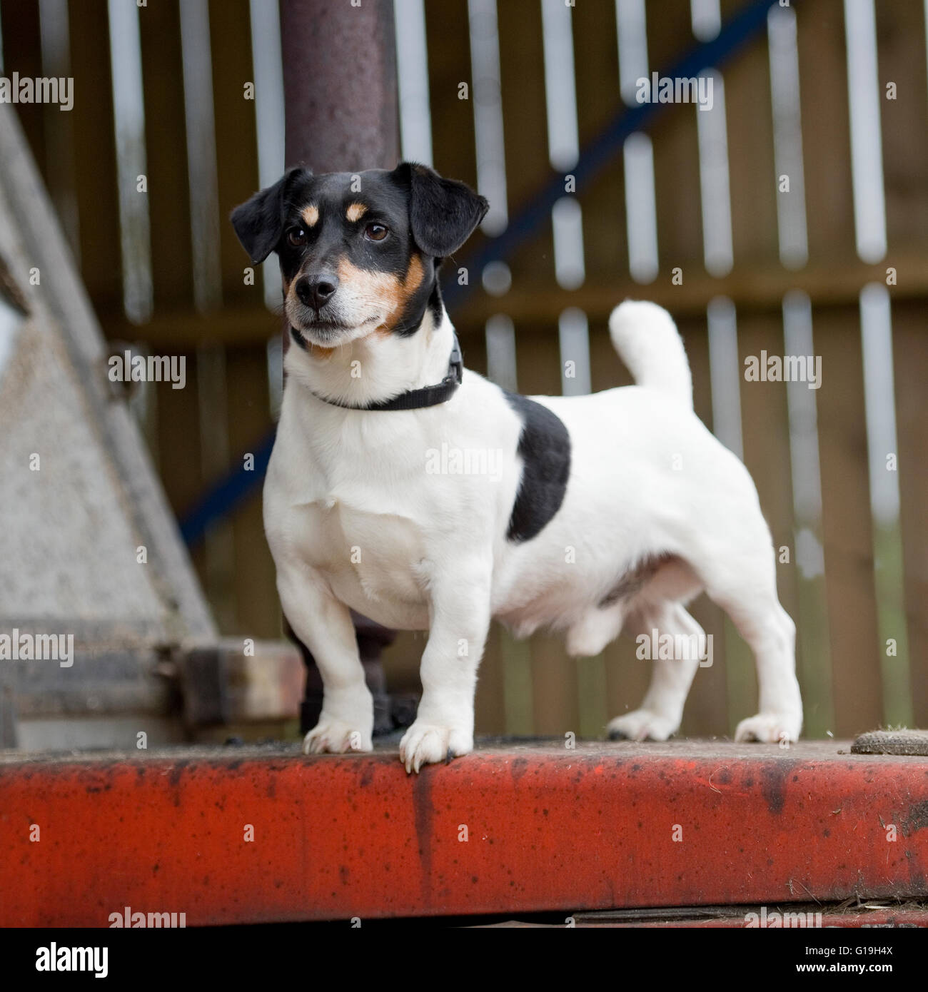 jack russell Terrier auf einer Farm Stockfoto
