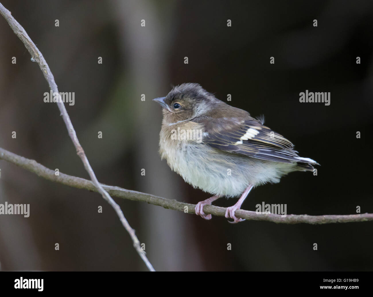 Gemeinsamen Buchfink (Juvenile) (Fringilla Coelebs) Stockfoto