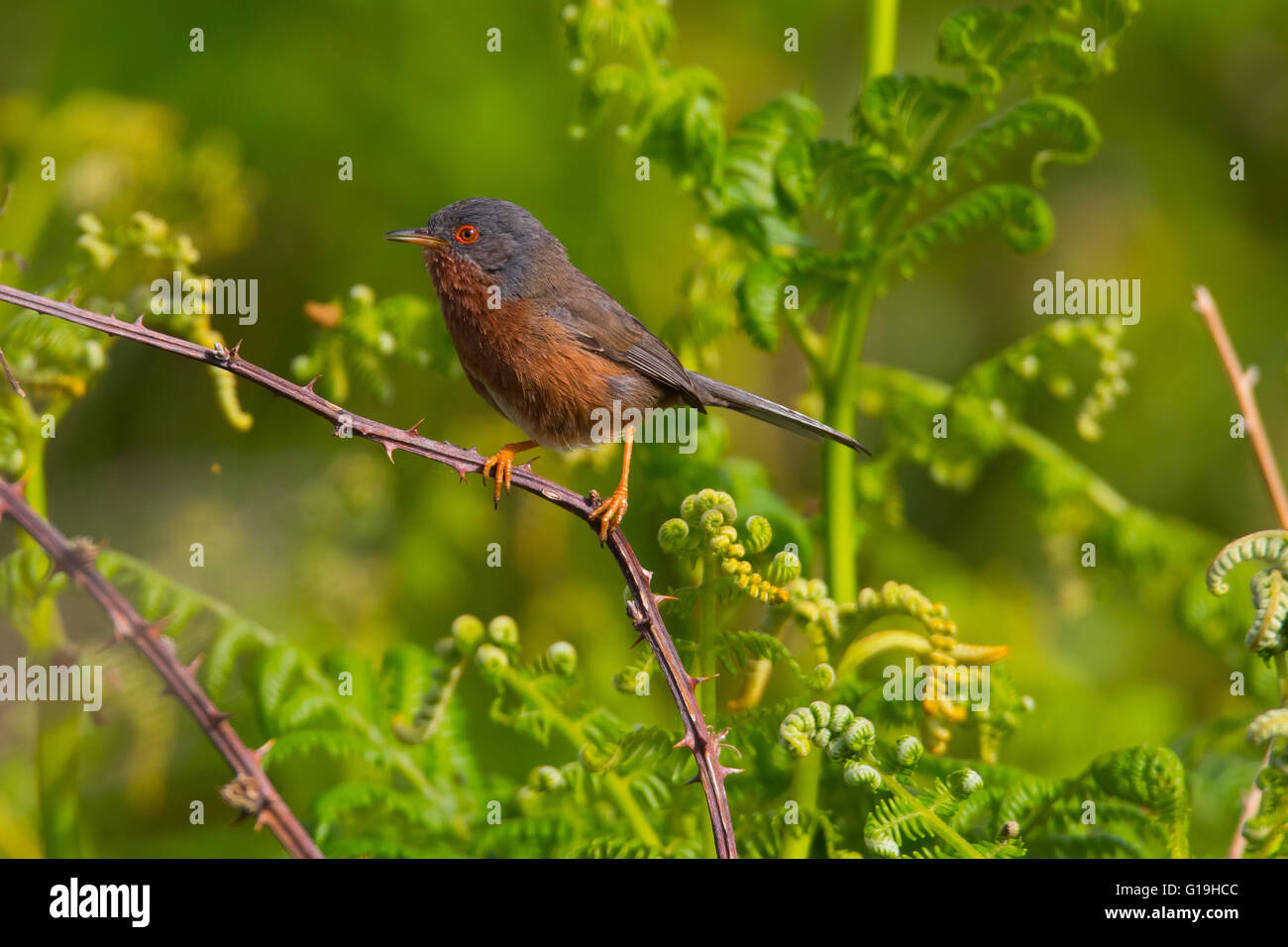 Dartford Warbler (Sylvia Undata) Stockfoto