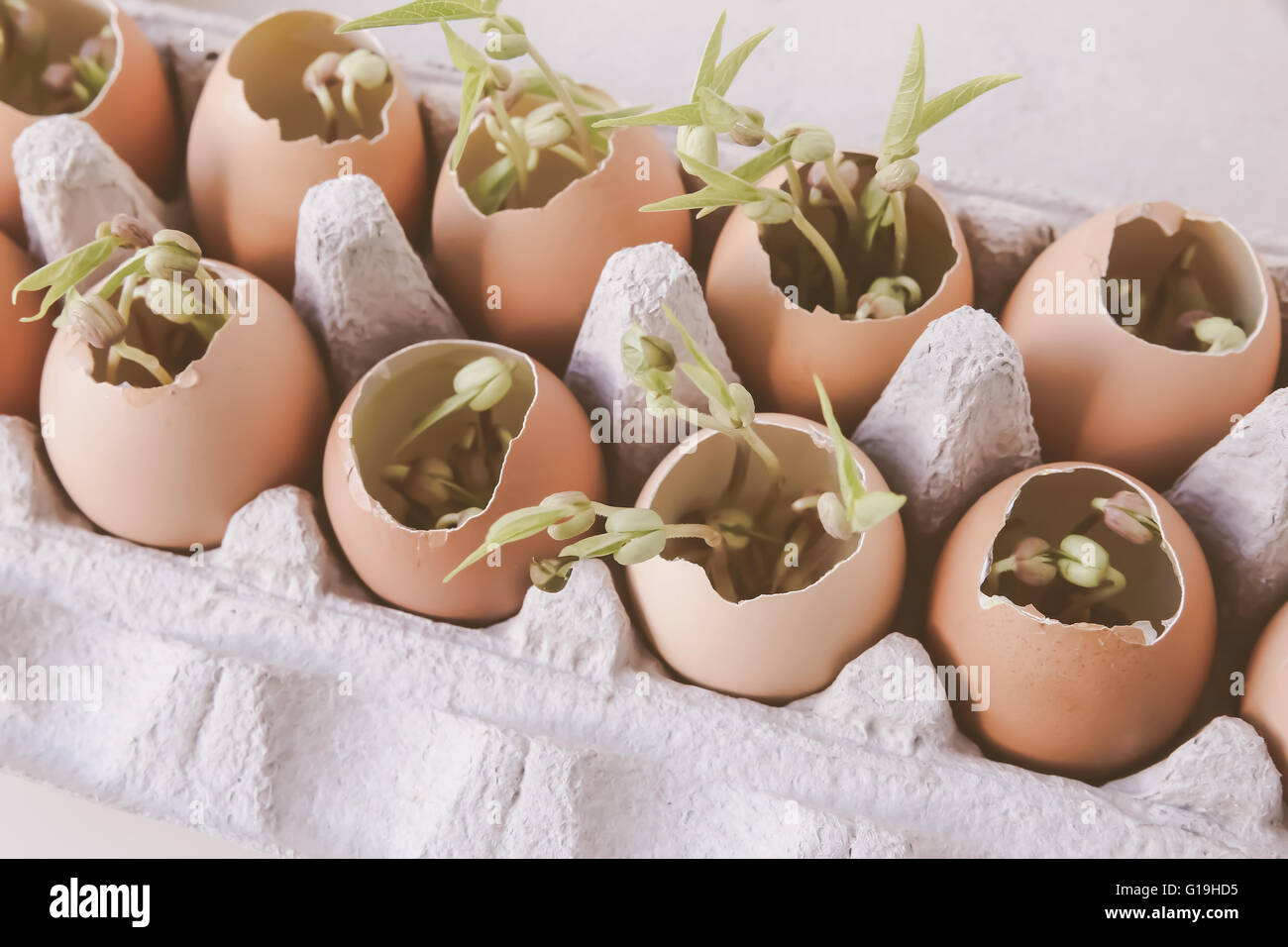 Jungpflanzen in Eierschalen, Eco-Konzept Stockfoto