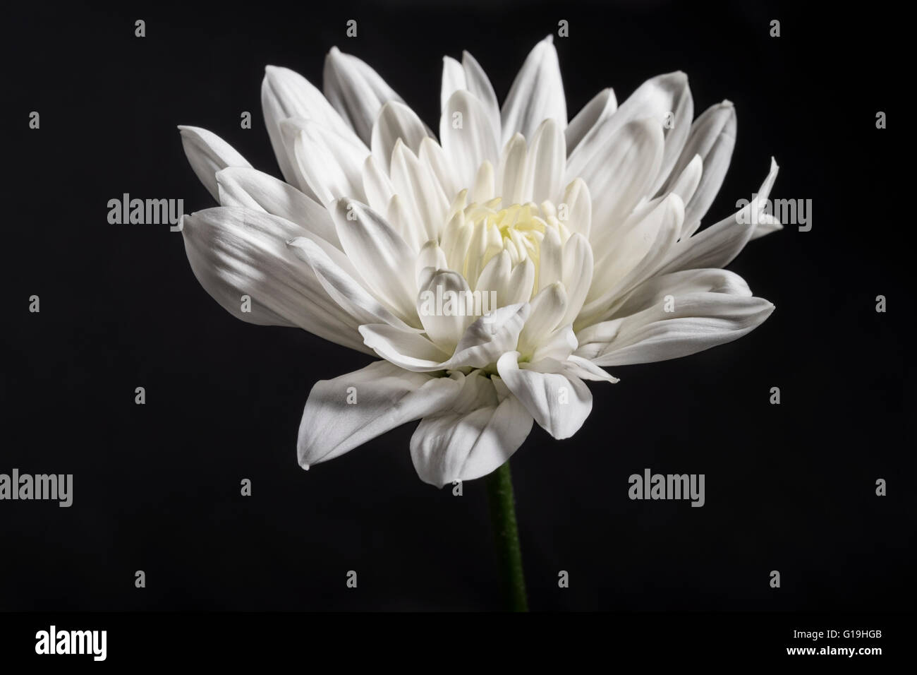 Einzelne weiße Chrysantheme auf schwarzem Hintergrund Stockfoto