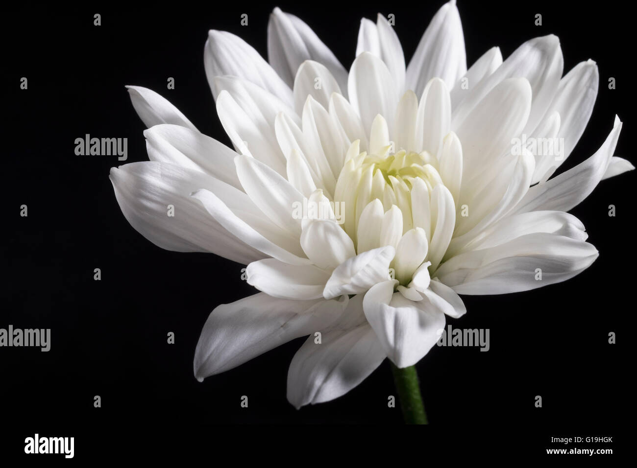 Weiße Chrysantheme auf schwarzem Hintergrund Stockfoto