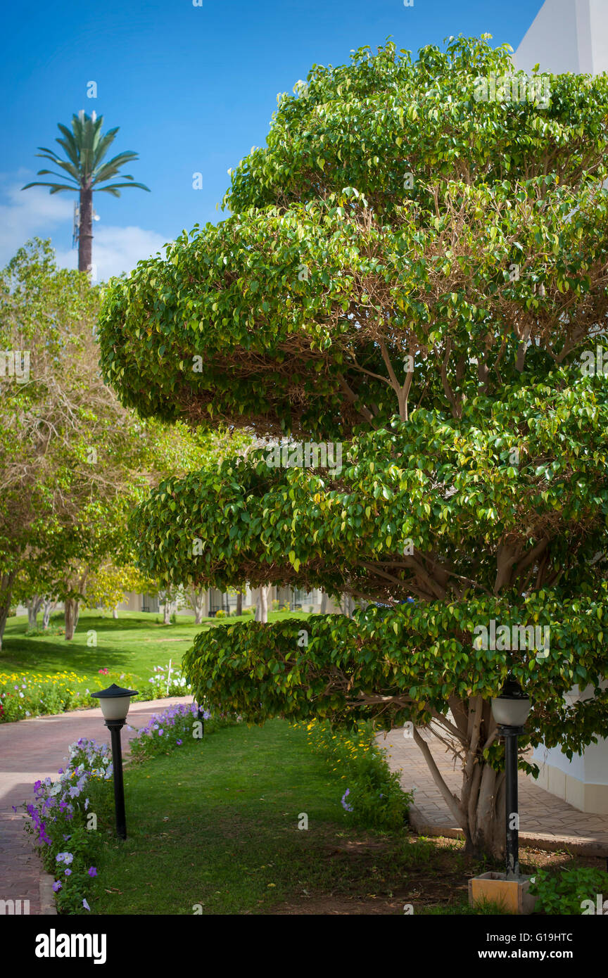 Bäume im Park, schöne Parkbäumen, formalen Garten Stockfoto