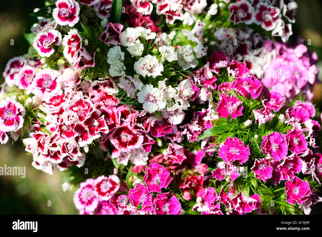 Mischung aus rosa und roten süßen Williams - Sprache der Blumen "Galanterie" "ein Lächeln" Jane Ann Butler Fotografie JABP1447 Stockfoto