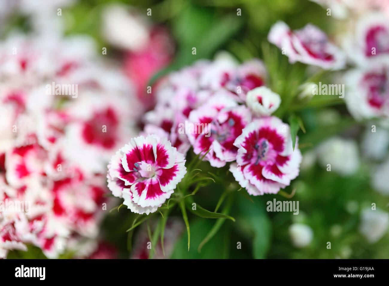 hübsche rote und weiße süße Williams - Sprache der Blumen "Galanterie" "ein Lächeln" Jane Ann Butler Fotografie JABP1448 Stockfoto