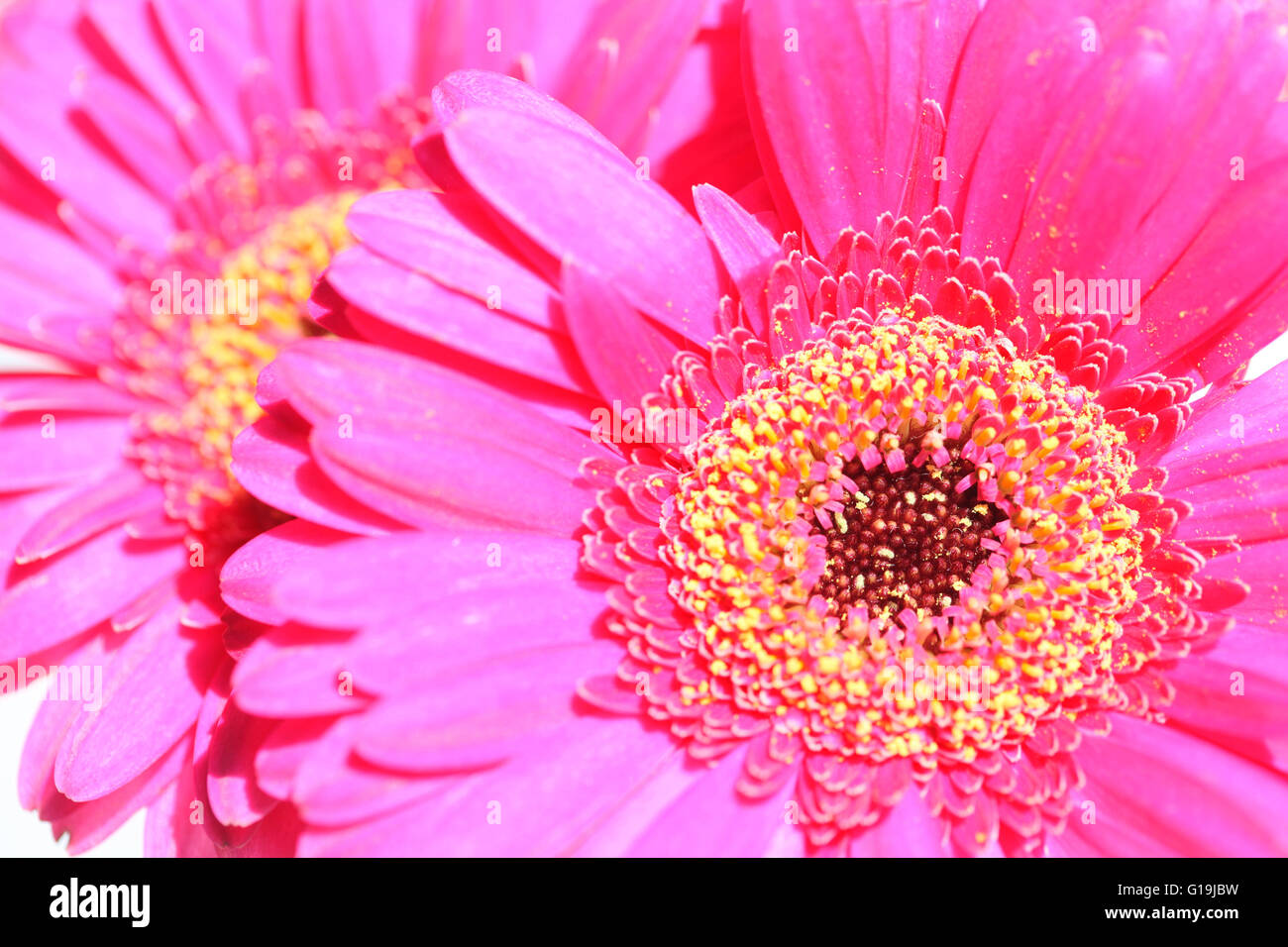 zwei schöne rosa Gerbera volle Blüte - positive und blühende Jane Ann Butler Fotografie JABP1445 Stockfoto