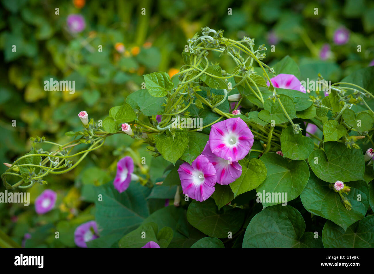 Morning Glory-Blumen Stockfoto
