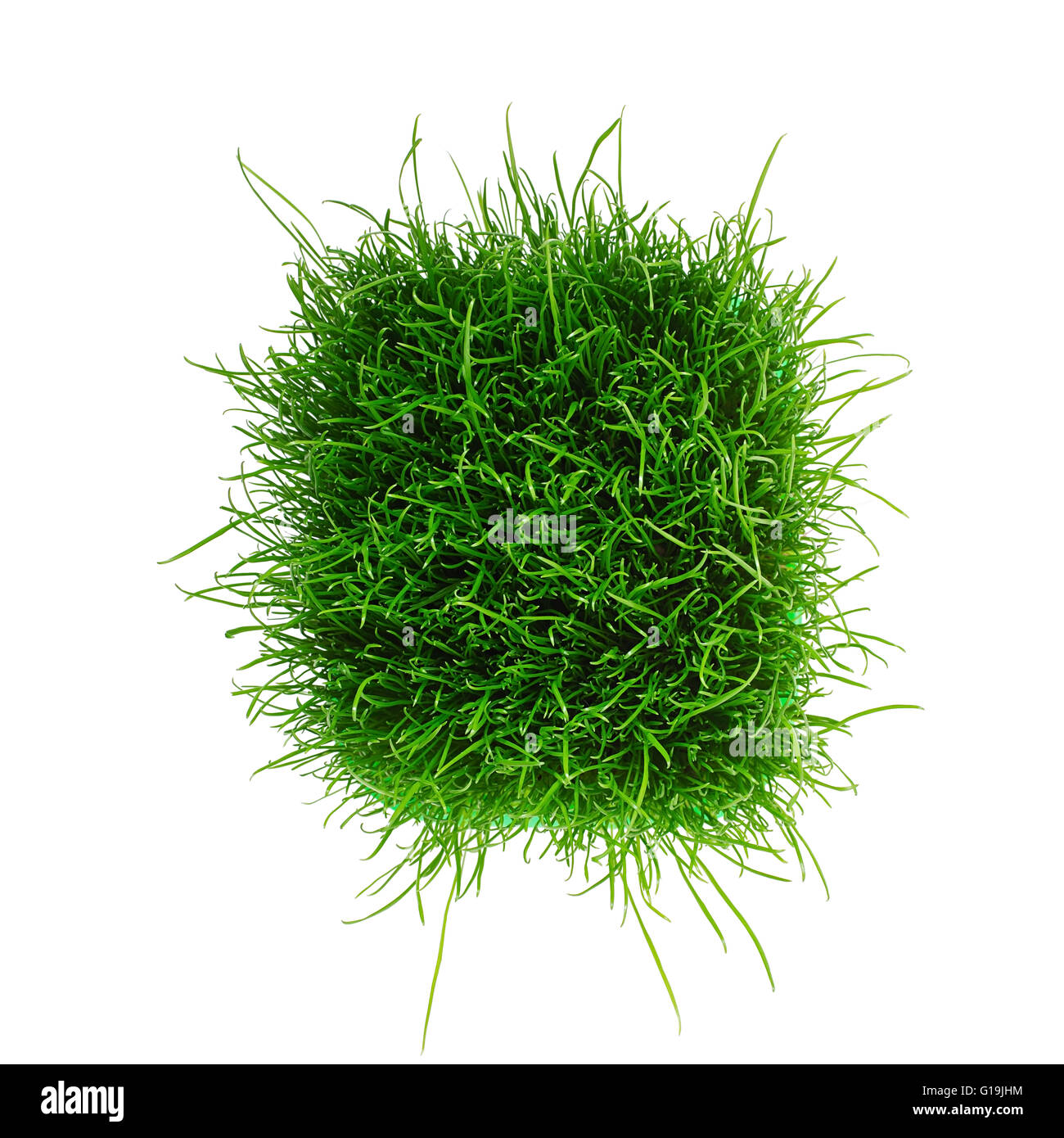 Saftige junge Grasgrün isoliert auf weißem Hintergrund. Ansicht von oben Stockfoto