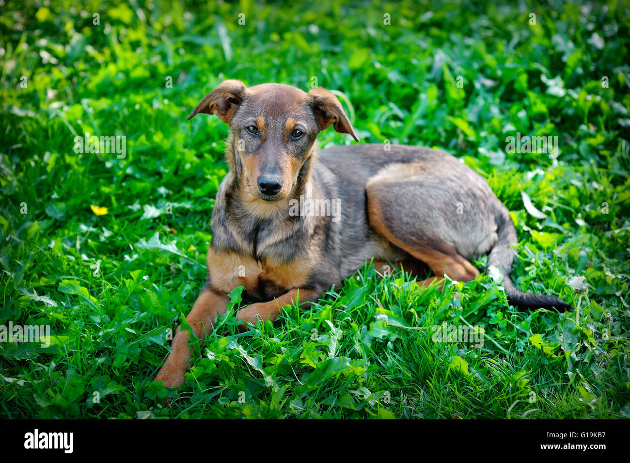 streunender Hund im Park auf dem Rasen, Ukraine Stockfoto