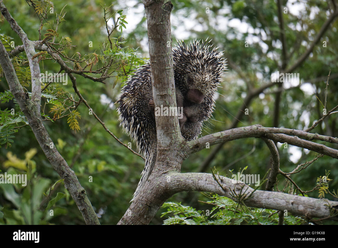 Brasilianisches Stachelschwein (Coendou Prehensilis) auf einem Baum fotografiert in Pampa, Bolivien Stockfoto