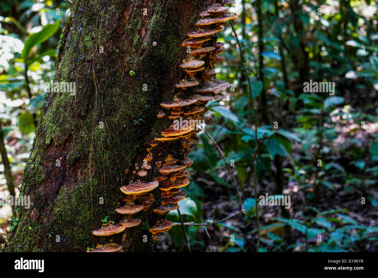 Fliegenpilze wachsen auf einem Baumstamm. Amazonas-Regenwald Stockfoto
