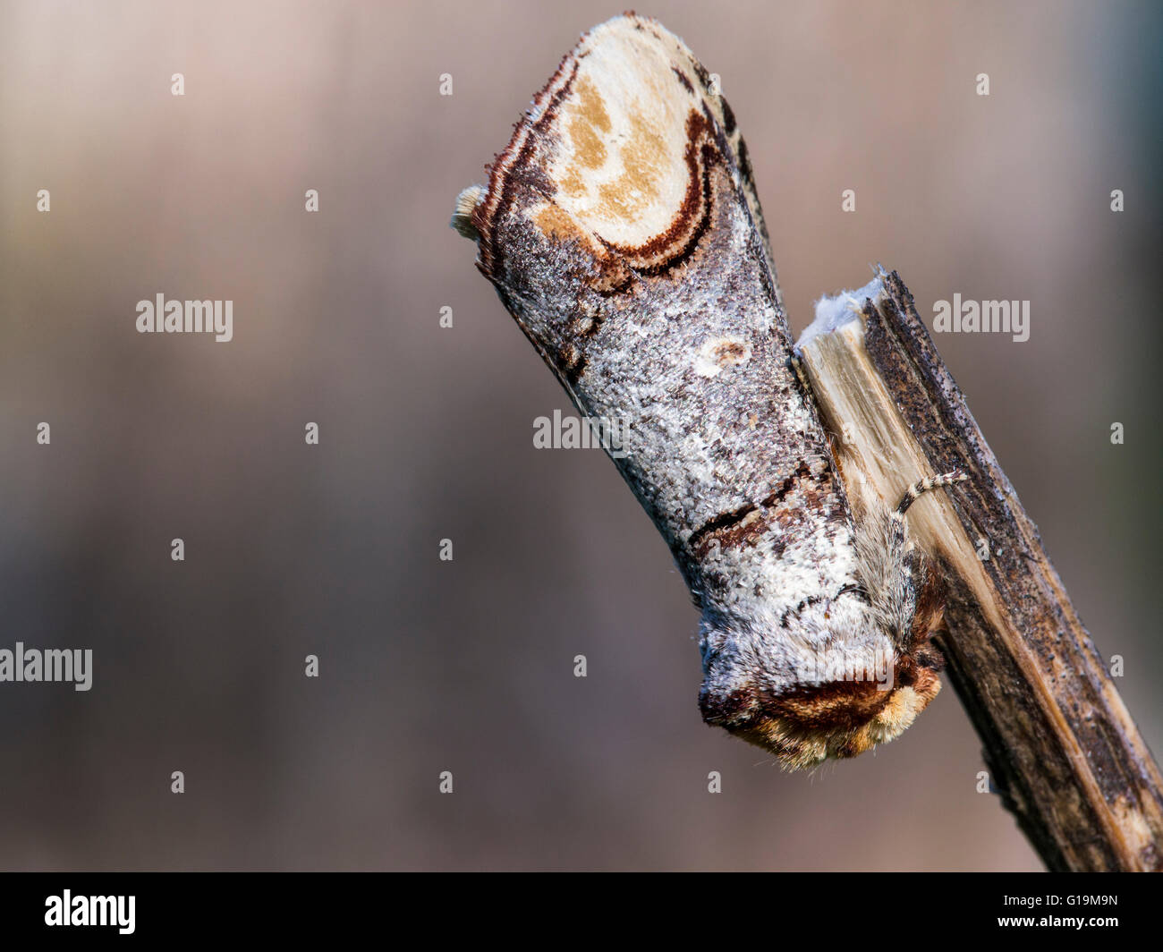 Die Buff-Tip-Motte (Phalera Bucephala) Stockfoto