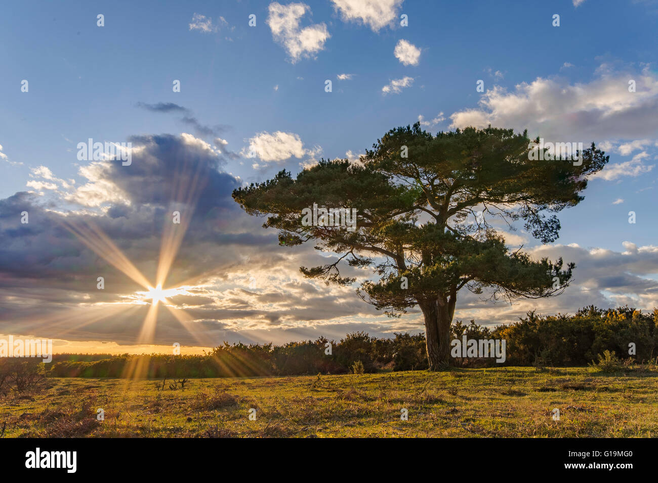 Die Sonne am Bratley Baum, New Forest, Hampshire, England Stockfoto
