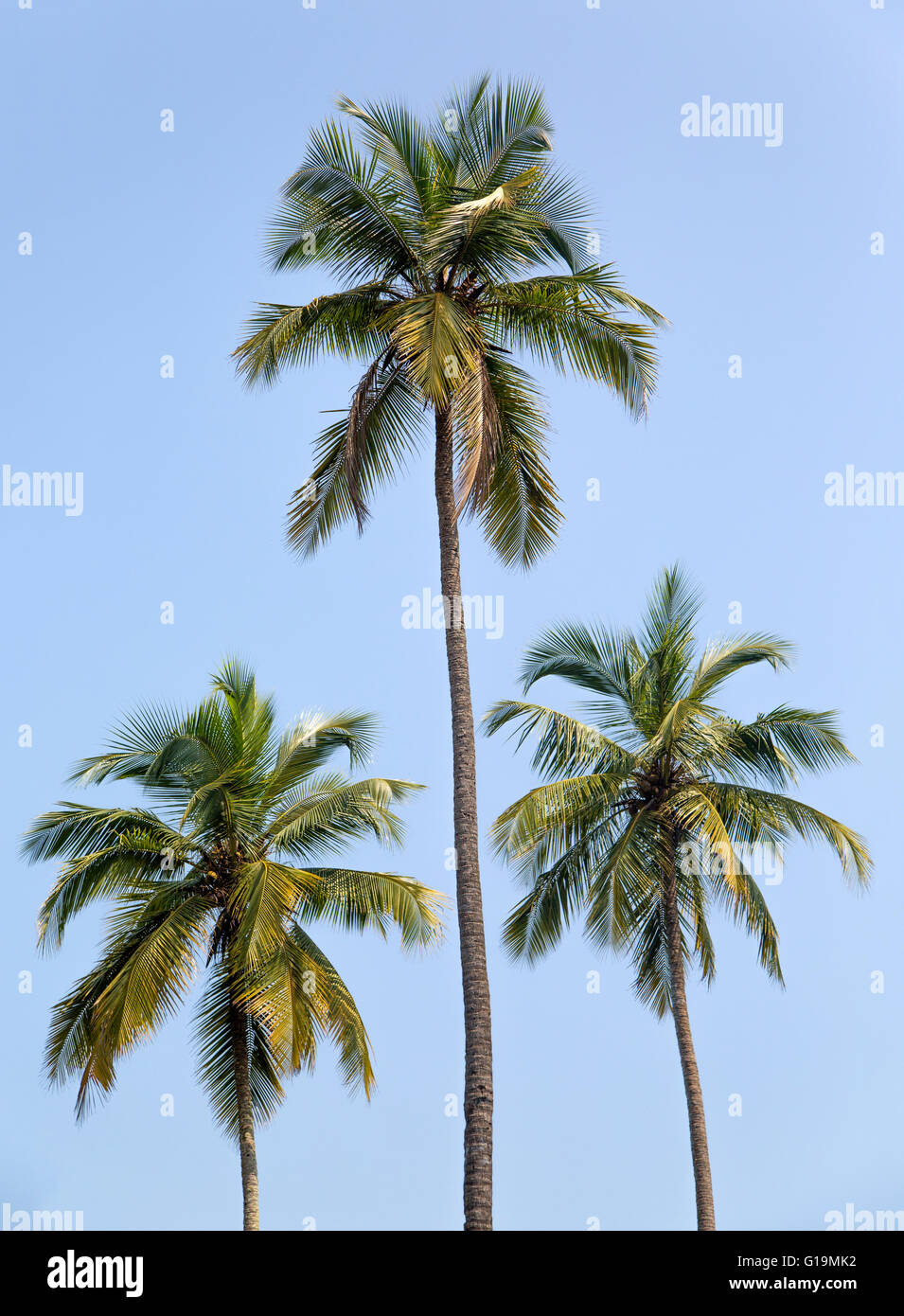 Blick auf die Palmen mit dem Himmel Stockfoto