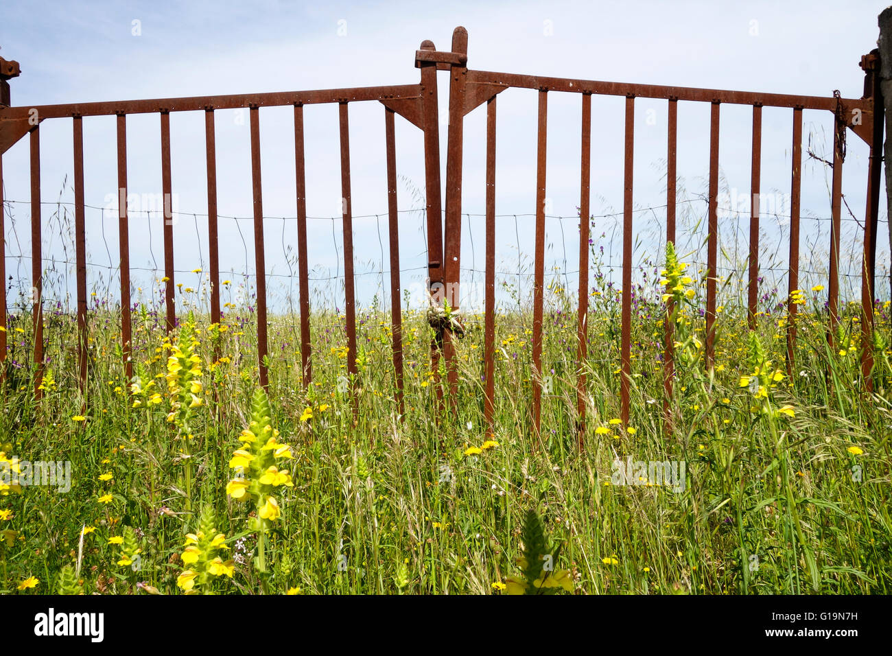 Alte Vintage Zaun mit Frühlingswiese, Nationalpark Monfrague, Extremadura, Spanien. Stockfoto