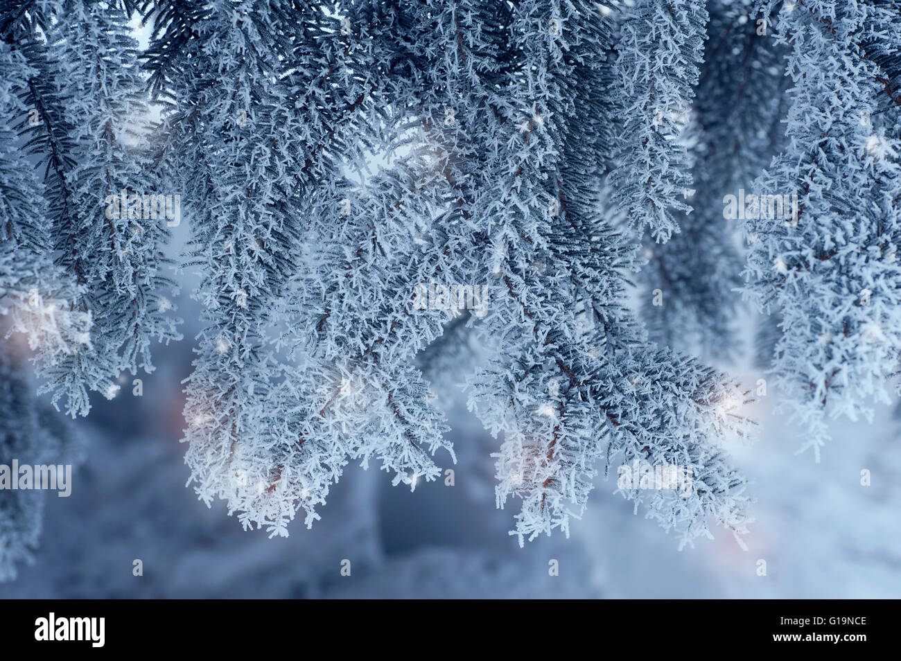 Winter in blauer Hintergrund mit grünen Weihnachten Kiefer Baum b getönt Stockfoto